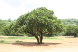 Limonia acidissima | Elephant Apple | Monkey Fruit | 10_Seeds