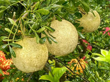 Limonia acidissima | Elephant Apple | Monkey Fruit | 10_Seeds