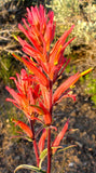 Castilleja linariifolia | Wyoming Narrow-Leaved Desert Paintbrush | 50_Seeds