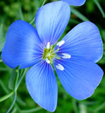 Linum usitatissimum | Common Flax | Linseed | 20_Seeds