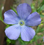 Linum usitatissimum | Common Flax | Linseed | 20_Seeds