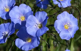 Linum usitatissimum | Common Flax | Linseed | 20_Seeds
