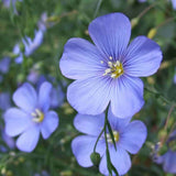 Linum usitatissimum | Common Flax | Linseed | 20_Seeds