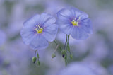 Linum usitatissimum | Common Flax | Linseed | 20_Seeds