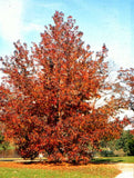 Liquidamber styraciflua | Red Gum | Liquid Amber | Sweetgum | 50_Seeds