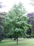 Liquidamber styraciflua | Red Gum | Liquid Amber | Sweetgum | 50_Seeds