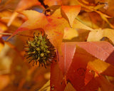 Liquidamber styraciflua | Red Gum | Liquid Amber | Sweetgum | 50_Seeds