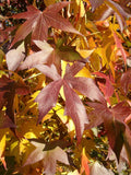 Liquidamber styraciflua | Red Gum | Liquid Amber | Sweetgum | 50_Seeds