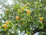 Liriodendron tulipifera | Tulip Poplar Tree | Whitewood | Fiddletree | 10_Seeds