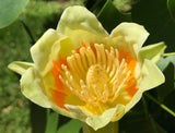 Liriodendron tulipifera | Tulip Poplar Tree | Whitewood | Fiddletree | 10_Seeds