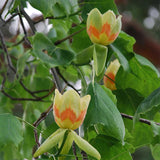 Liriodendron tulipifera | Tulip Poplar Tree | Whitewood | Fiddletree | 10_Seeds