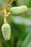 Litchi chinensis | Chinese Lychee | Lumquat | 5_Seeds