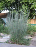 Schizachyrium scoparium | Little Bluestem | Bunchgrass | 1000_Seeds