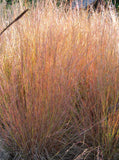 Schizachyrium scoparium | Little Bluestem | Bunchgrass | 1000_Seeds