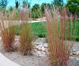 Schizachyrium scoparium | Little Bluestem | Bunchgrass | 1000_Seeds