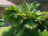 Livistona chinensis | Chinese Fan Palm | 5_Seeds