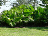 Livistona chinensis | Chinese Fan Palm | 5_Seeds