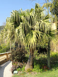 Livistona chinensis | Chinese Fan Palm | 5_Seeds
