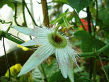 Passiflora lobata | 5_Seeds