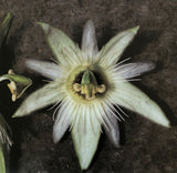 Passiflora lobata | 5_Seeds