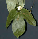 Passiflora lobata | 5_Seeds