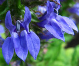 Lobelia siphilitica | Great Blue-Lobelia | 500_Seeds