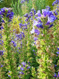Lobelia siphilitica | Great Blue-Lobelia | 500_Seeds