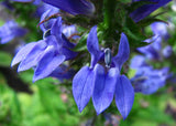 Lobelia siphilitica | Great Blue-Lobelia | 500_Seeds