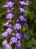 Lobelia siphilitica | Great Blue-Lobelia | 500_Seeds