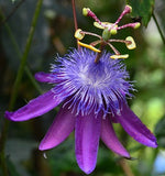 Passiflora loefgrenii Corupa | 10_Seeds