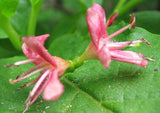 Lonicera alpigena | Alpine Honeysuckle | 5_Seeds