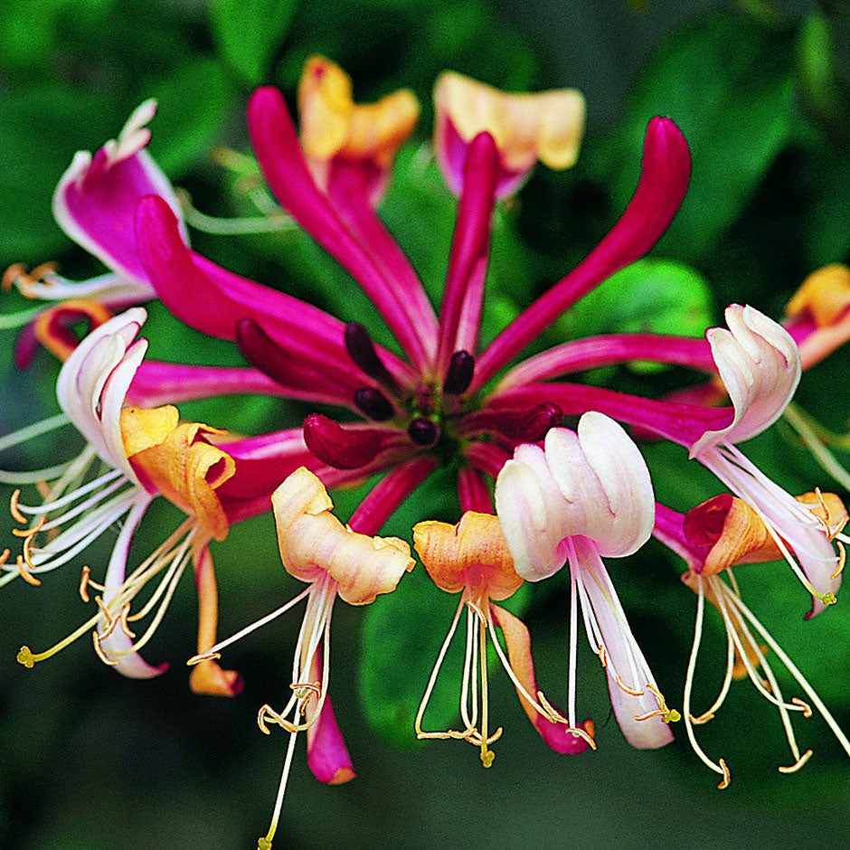 Lonicera periclymenum Serotina | Late Dutch Honeysuckle | Woodbine