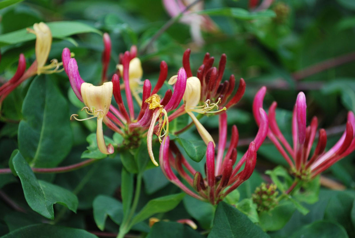 Lonicera periclymenum Serotina | Late Dutch Honeysuckle | Woodbine