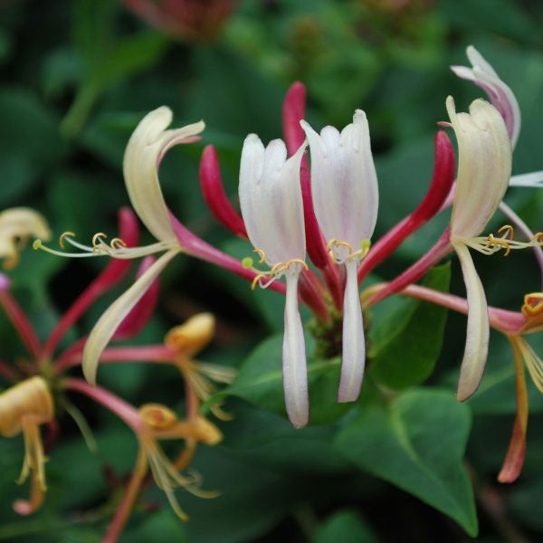 Lonicera periclymenum Serotina | Late Dutch Honeysuckle | Woodbine
