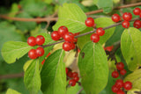Lonicera xylosteum | European Fly Honeysuckle | 50_Seeds