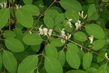 Lonicera xylosteum | European Fly Honeysuckle | 50_Seeds