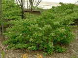 Lonicera xylosteum | European Fly Honeysuckle | 50_Seeds