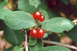 Lonicera xylosteum | European Fly Honeysuckle | 50_Seeds