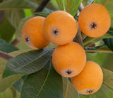 Eriobotrya japonica | Loquat | Medlar | Chinese Plum | Pipa | Nespola | 5_Seeds