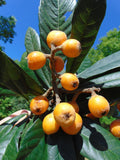 Eriobotrya japonica | Loquat | Medlar | Chinese Plum | Pipa | Nespola | 5_Seeds