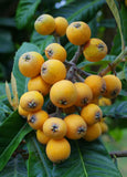 Eriobotrya japonica | Loquat | Medlar | Chinese Plum | Pipa | Nespola | 5_Seeds