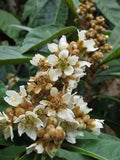 Eriobotrya japonica | Loquat | Medlar | Chinese Plum | Pipa | Nespola | 5_Seeds