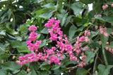 Antigonon leptopus | Chinese Love Vine | 5_Seeds