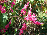 Antigonon leptopus | Chinese Love Vine | 5_Seeds