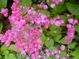 Antigonon leptopus | Chinese Love Vine | 5_Seeds