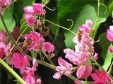Antigonon leptopus | Chinese Love Vine | 5_Seeds