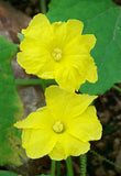 Luffa acutangula | Angled Loofah | Chinese Okra | Ribbed Gourd | 10_Seeds