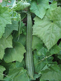 Luffa acutangula | Angled Loofah | Chinese Okra | Ribbed Gourd | 10_Seeds