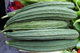 Luffa acutangula | Angled Loofah | Chinese Okra | Ribbed Gourd | 10_Seeds