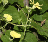 Luffa acutangula | Angled Loofah | Chinese Okra | Ribbed Gourd | 10_Seeds